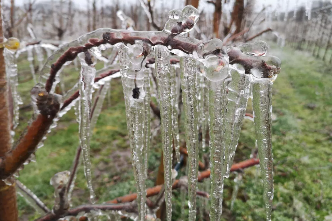 przymrozki 2024 wnioski