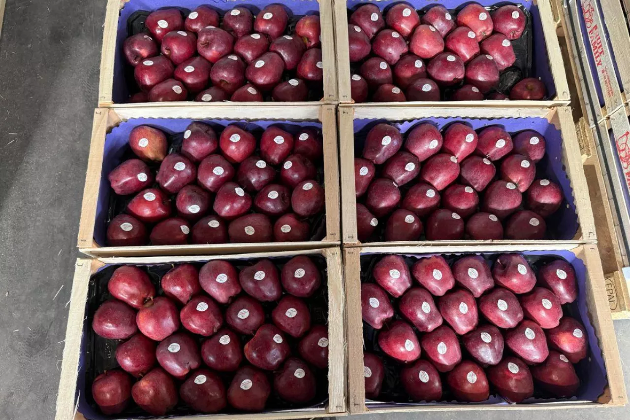 Jabłka przygotowane do sprzedaży we Fruit Family