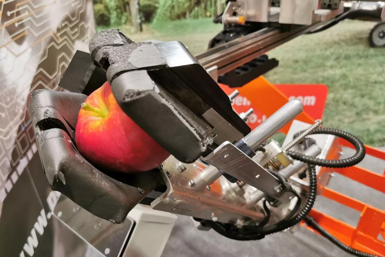 maszynowy zbiór jabłek deserowych