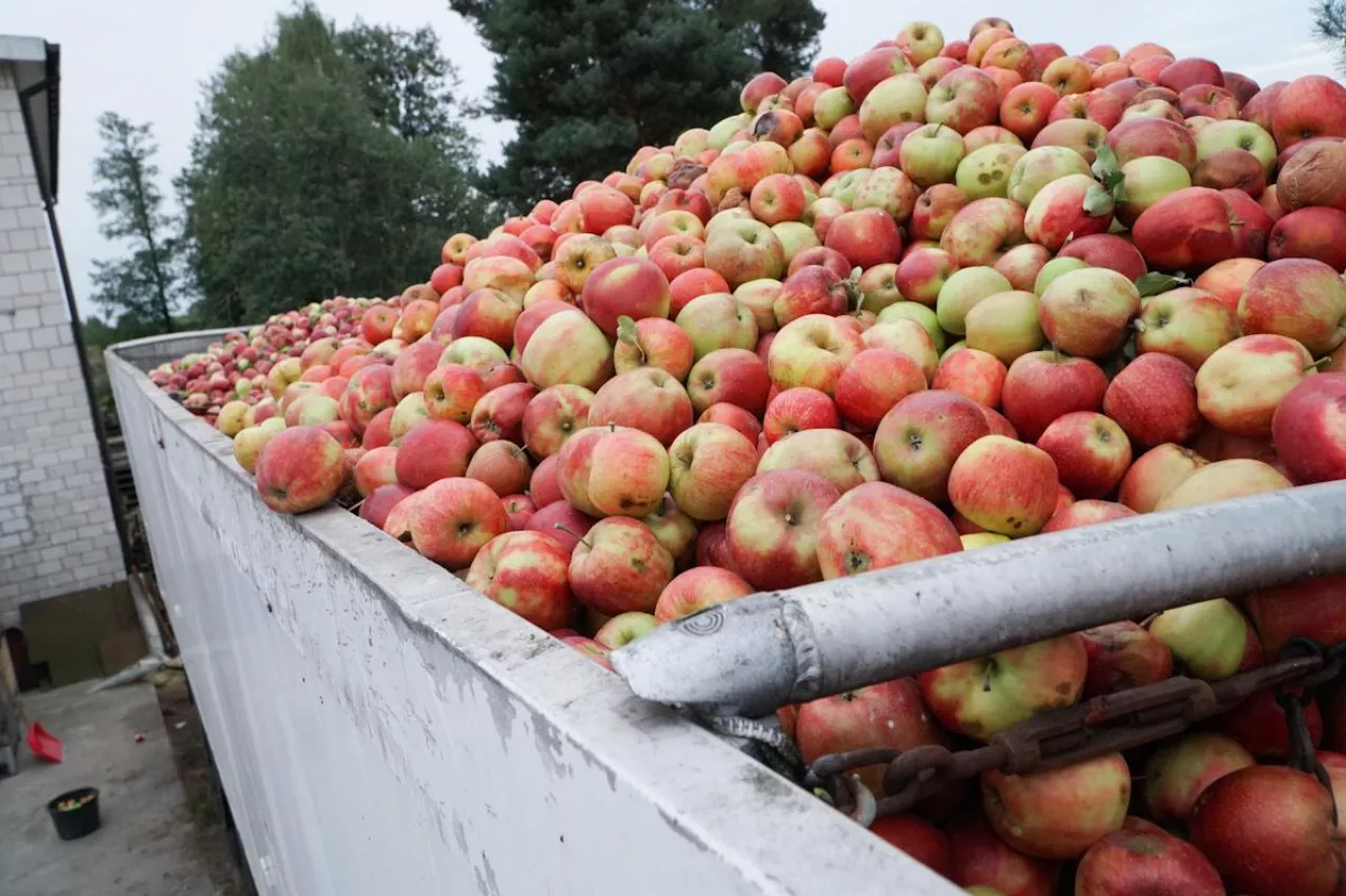 jabłka przemysłowe