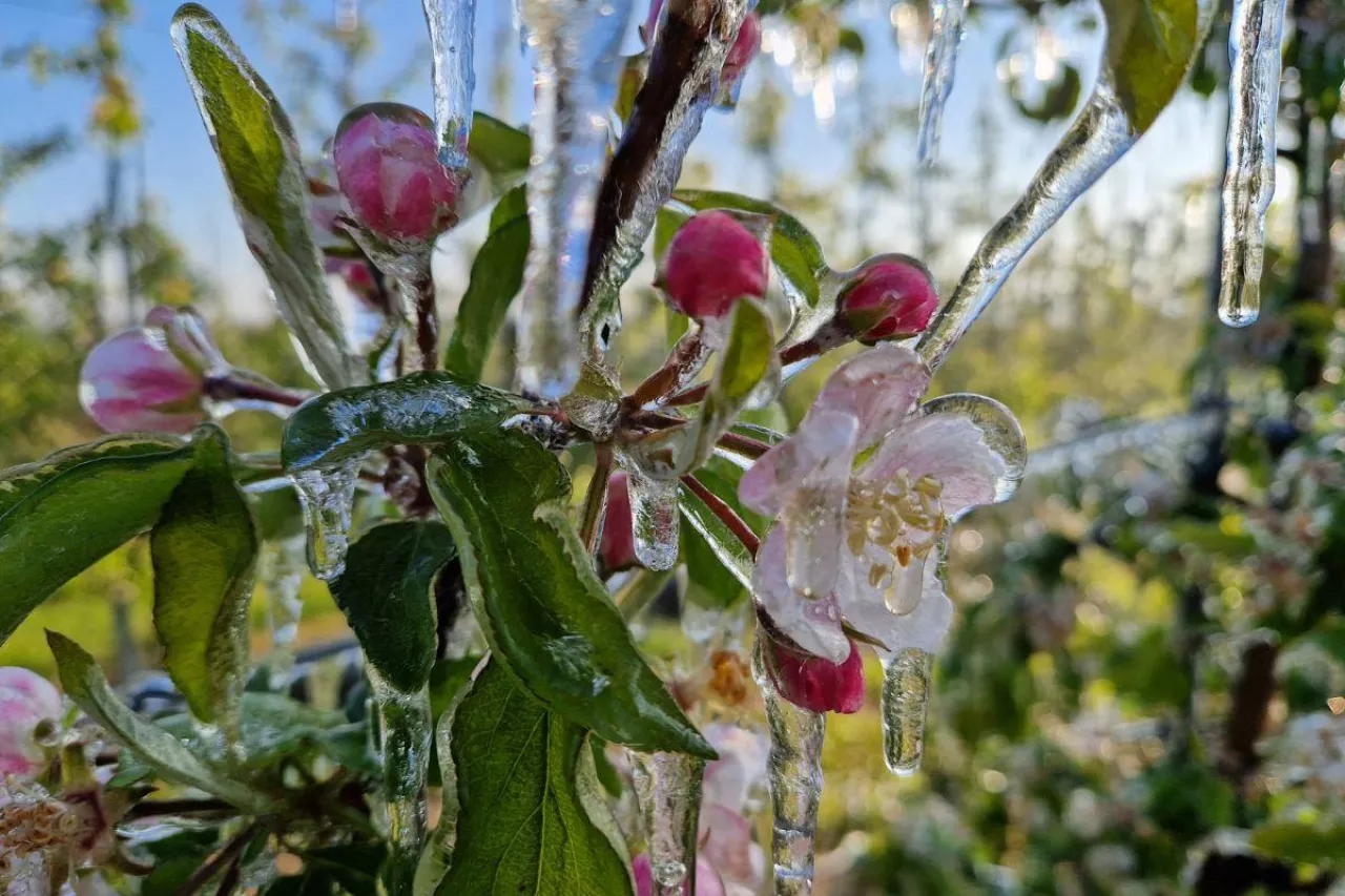 przymrozki wiosenne 2024 wnioski o pomoc