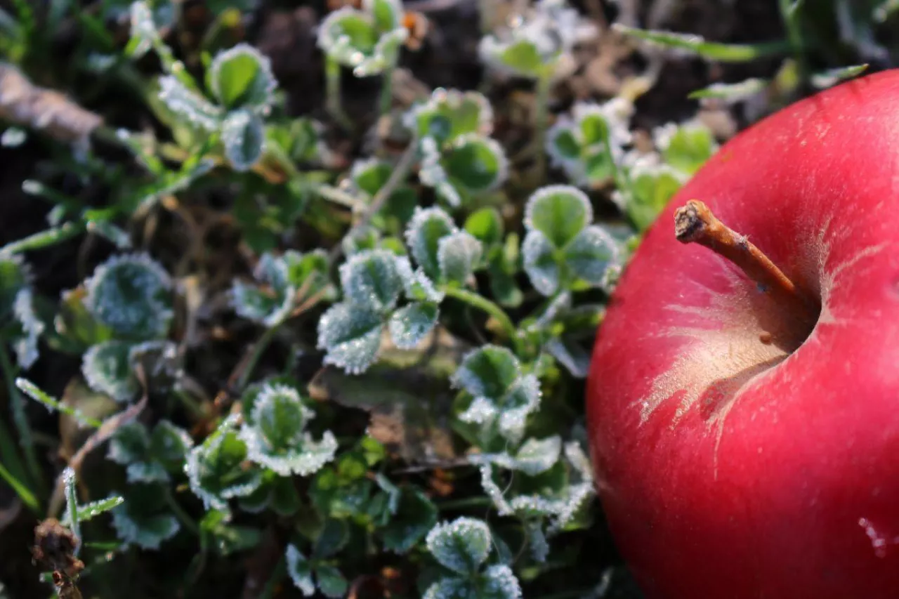 pierwsze jesienne przymrozki