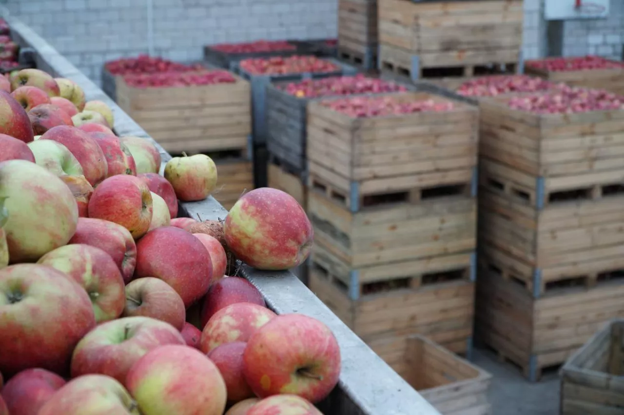 aktualne ceny jabłek przemysłowych