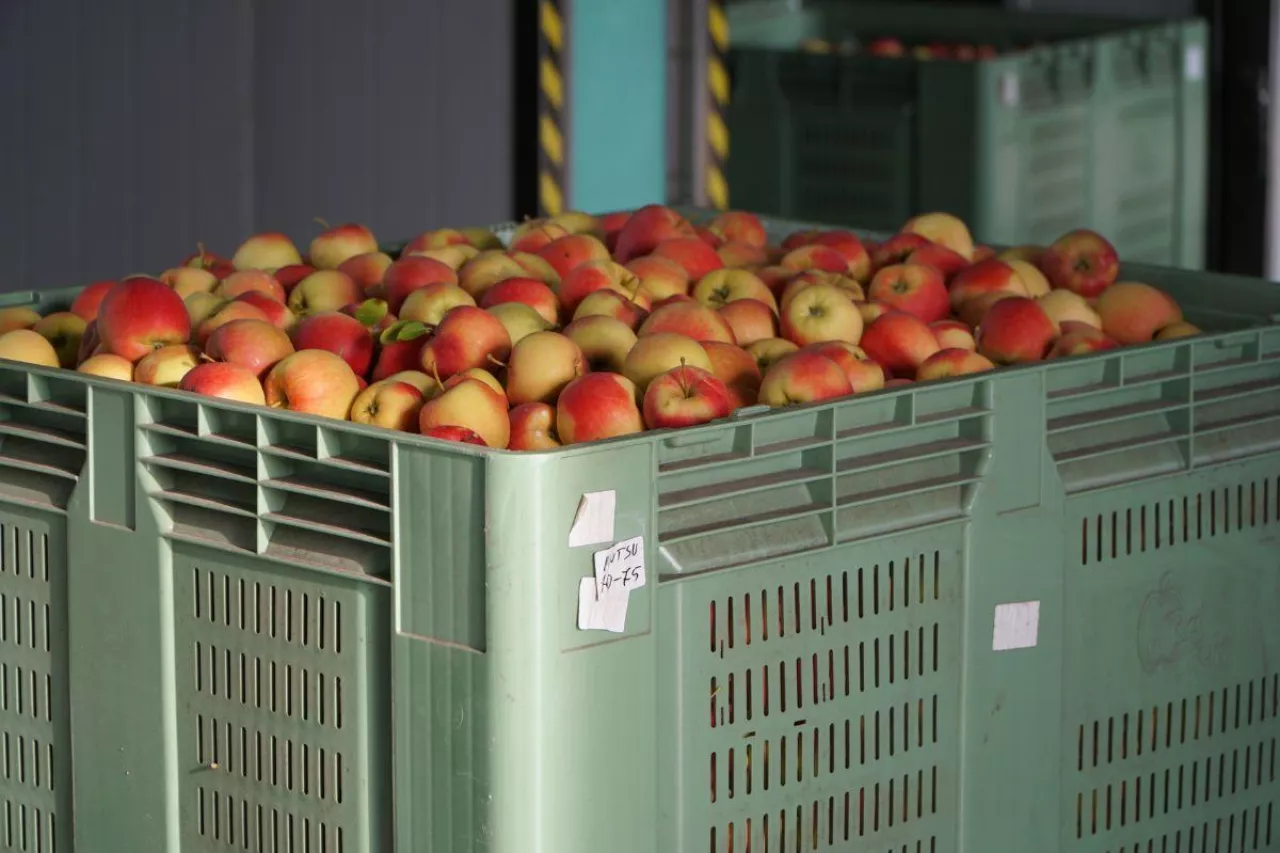 koszt przechowywania jabłek
