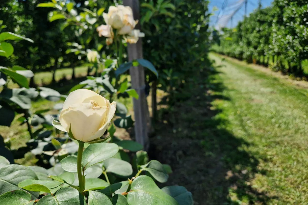 W serbii rosną koszty produkcji