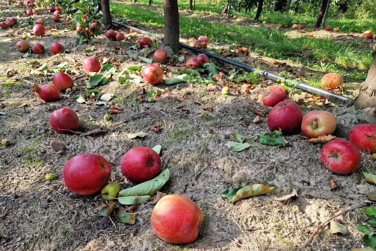 jabłka przemysłowe