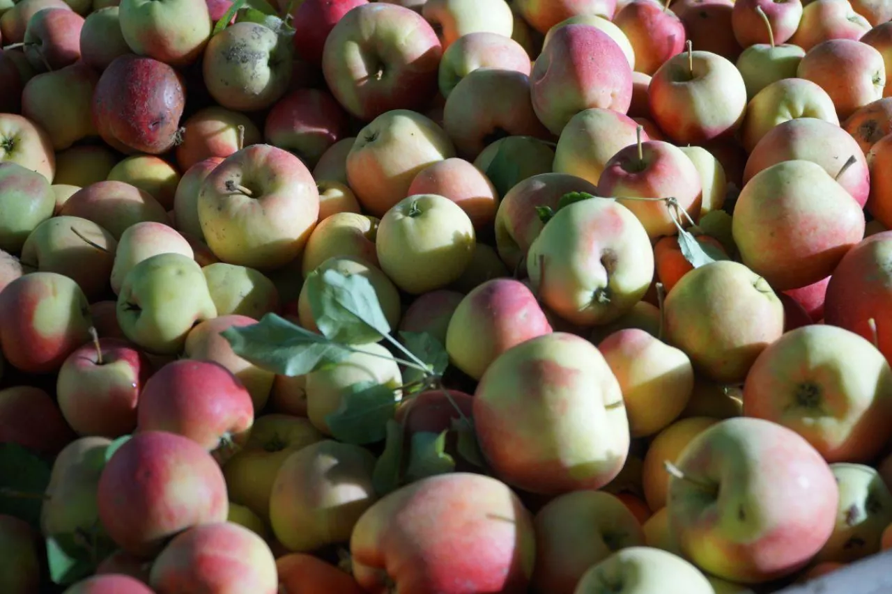 jablka na obieranie