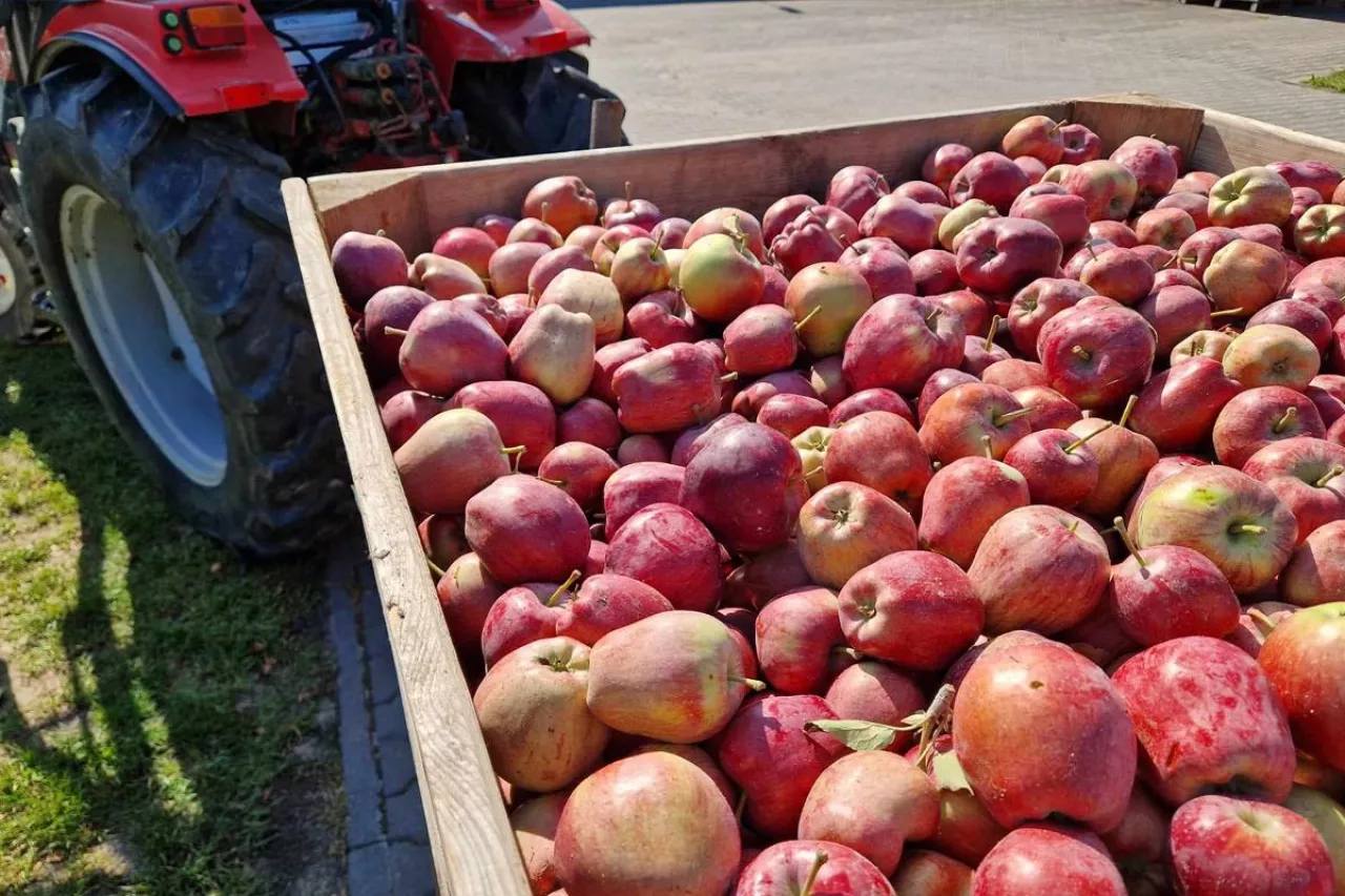 jabłka przemysłowe