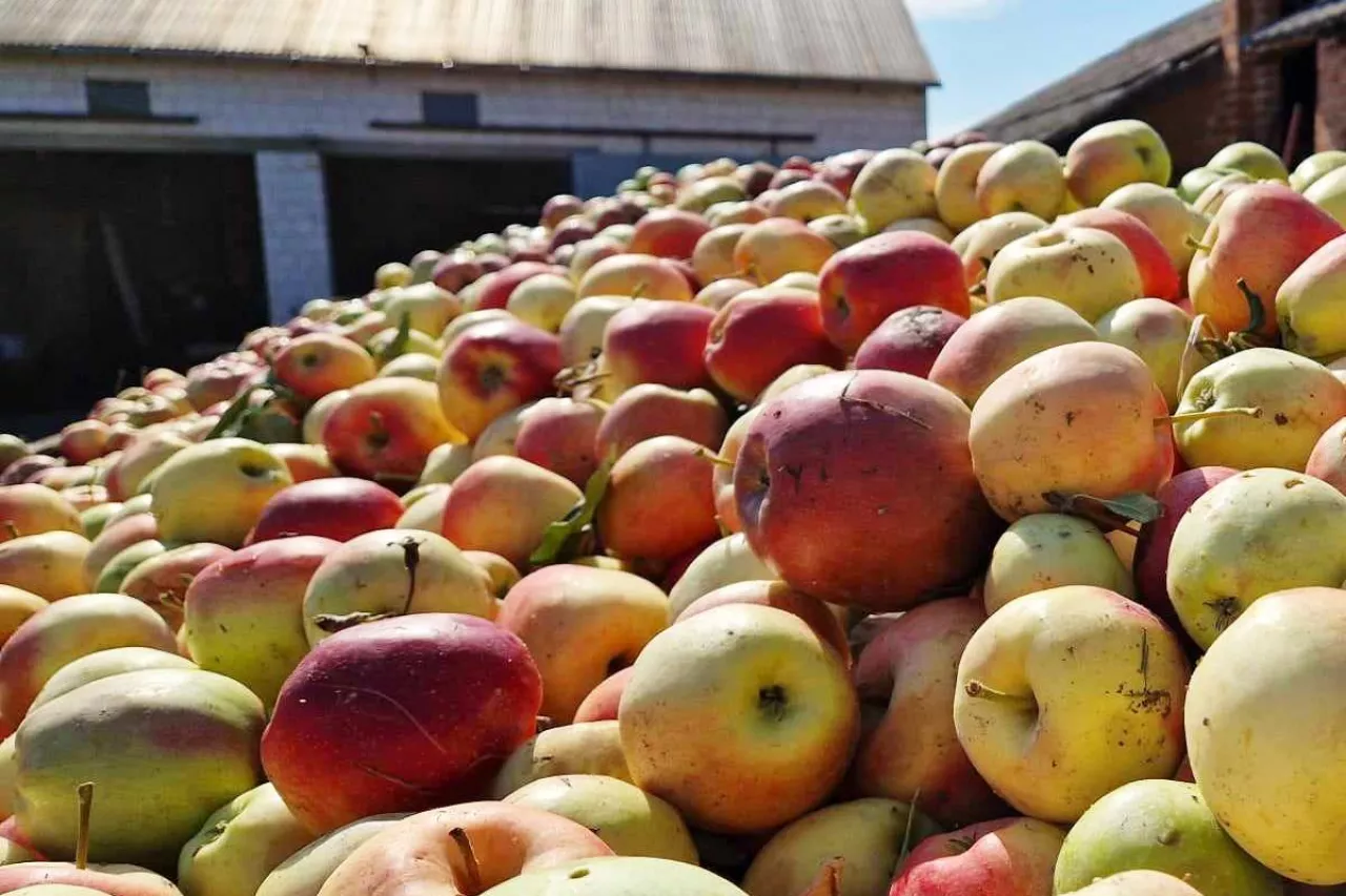 jabłka przemysłowe