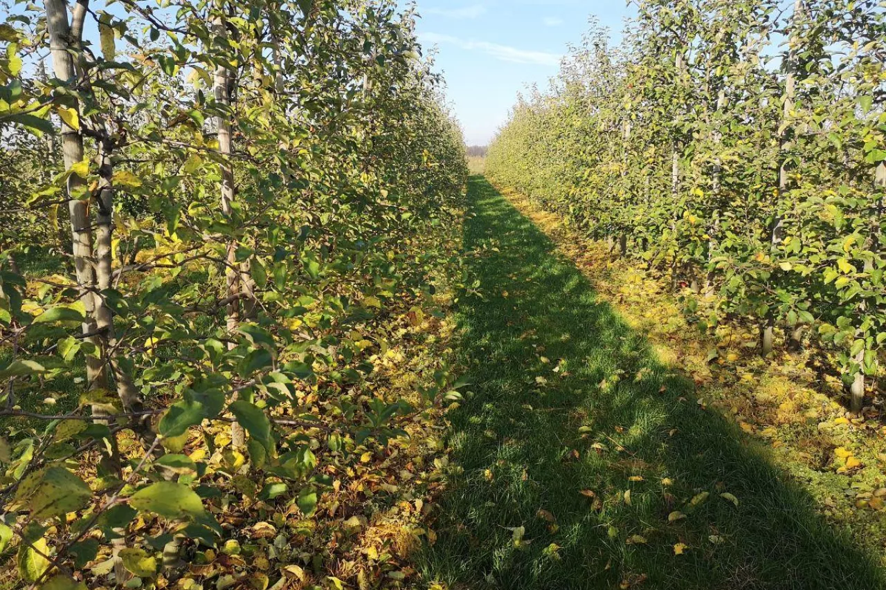 rozkład resztek w sadzie