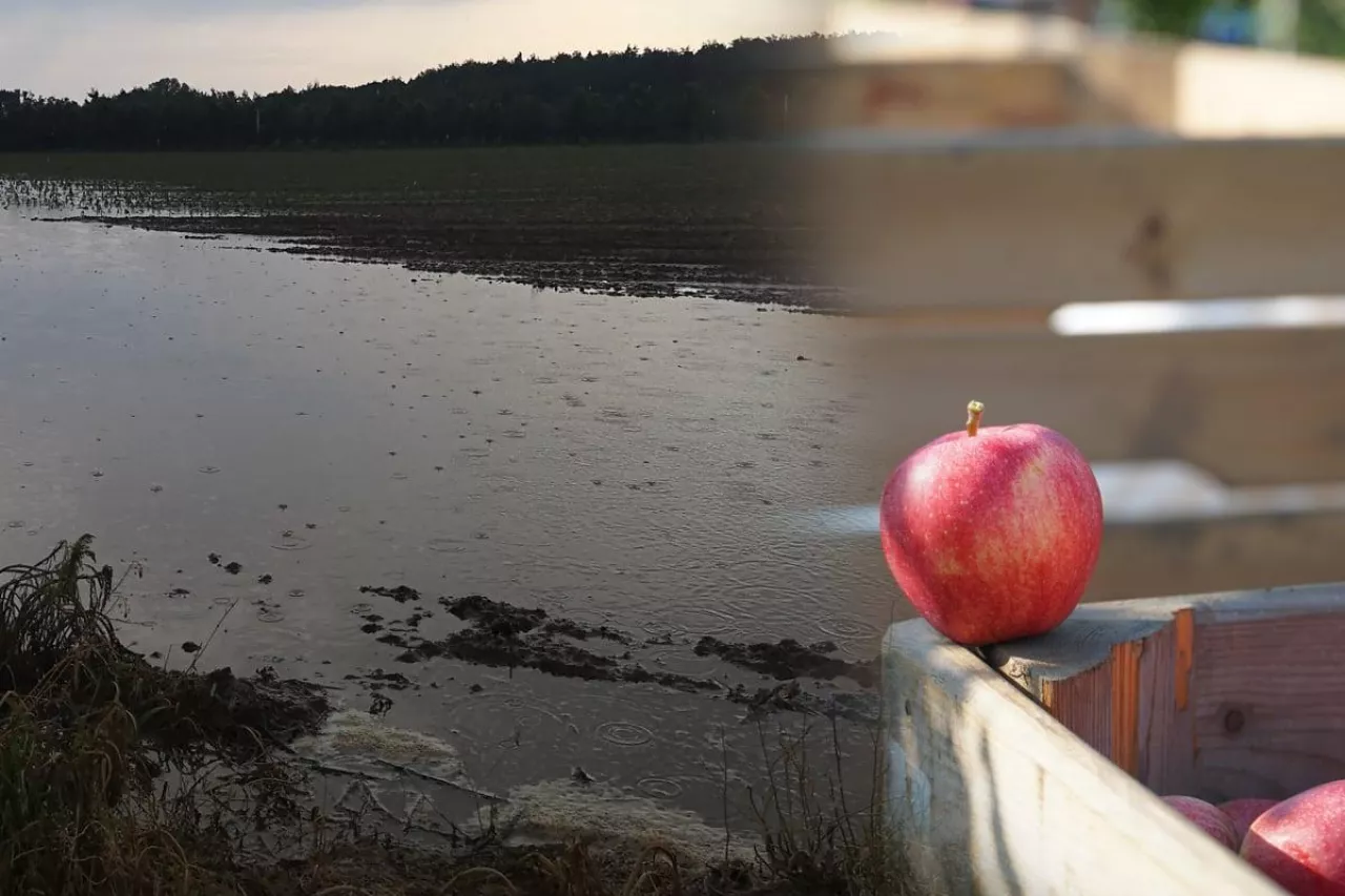 sadownicy chcą pomoc powodzianom