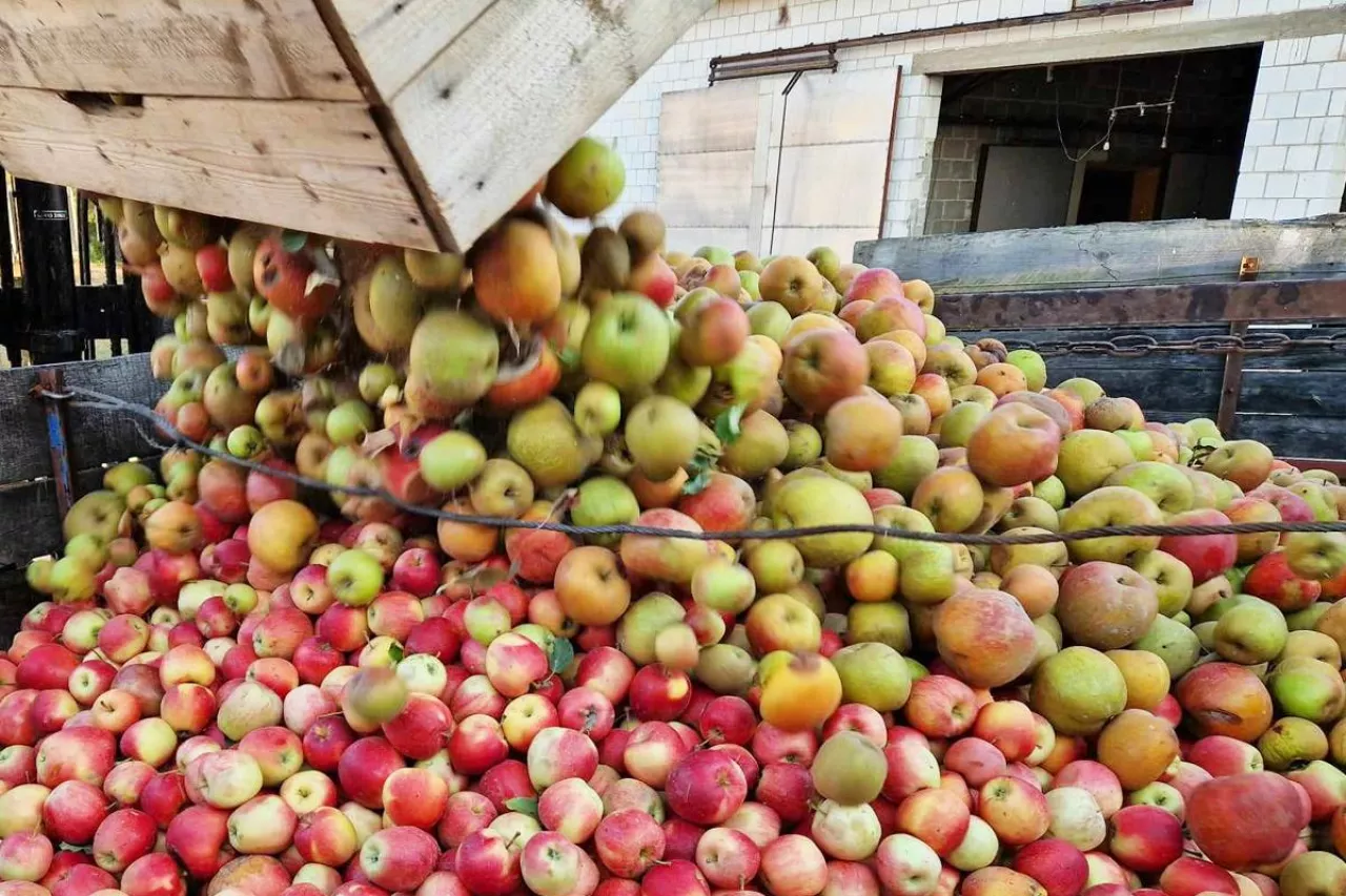 jabłka na soki
