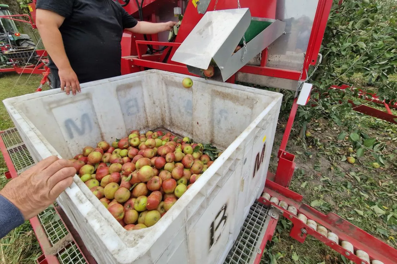 zbiory jabłek