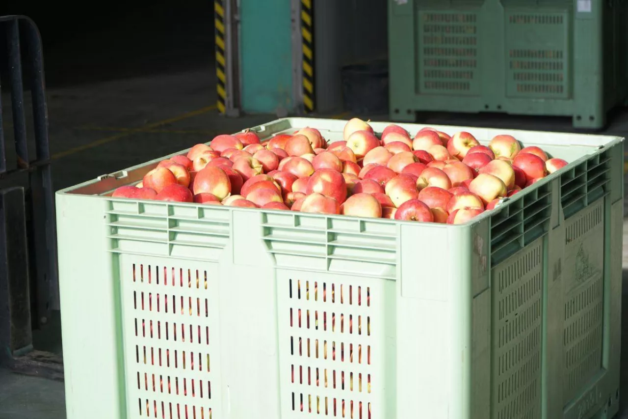 przechowywanie jabłek