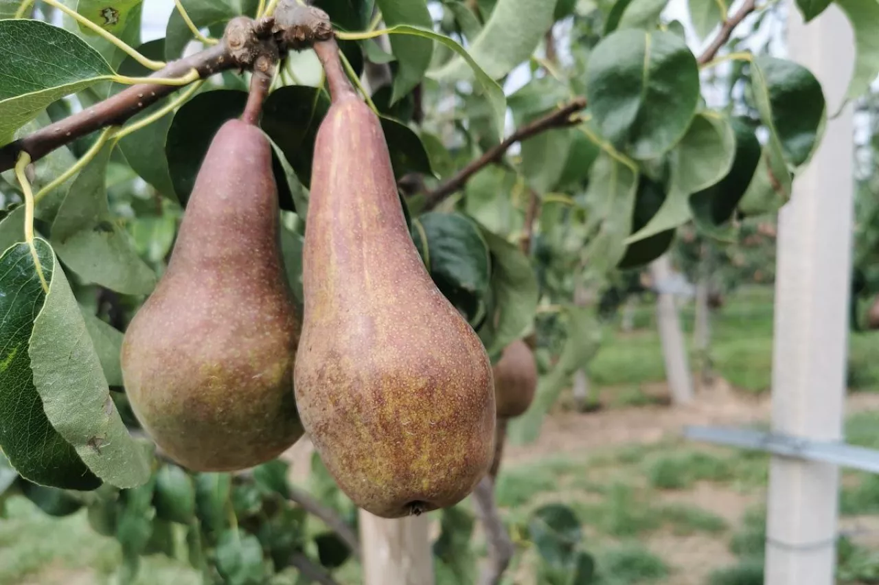 czerwona konferencja