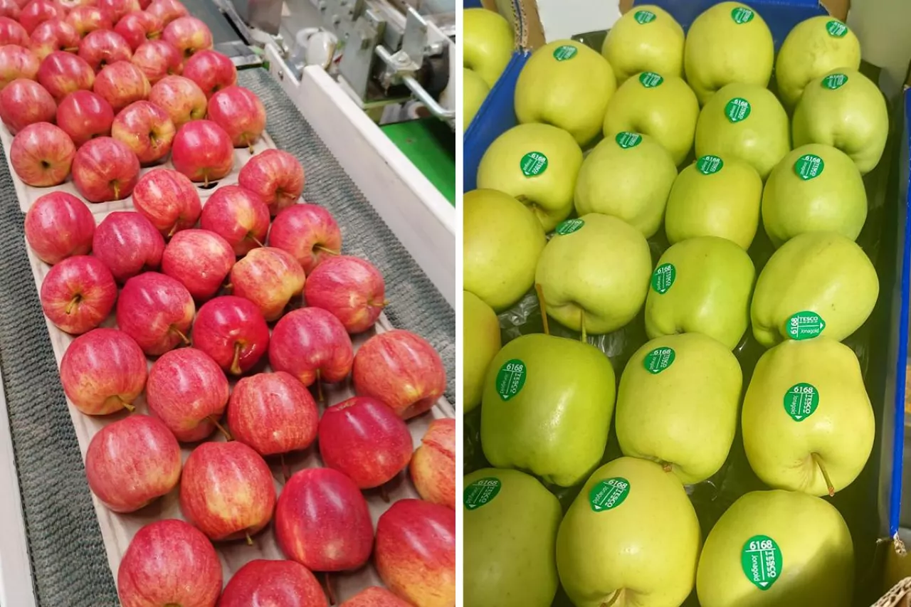 jabłka na eksport