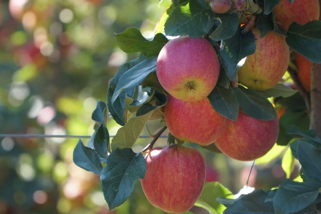 jabłka na drzewie