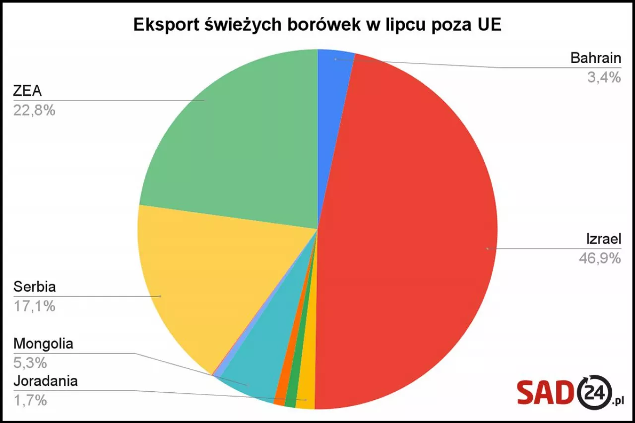 eksport borówek