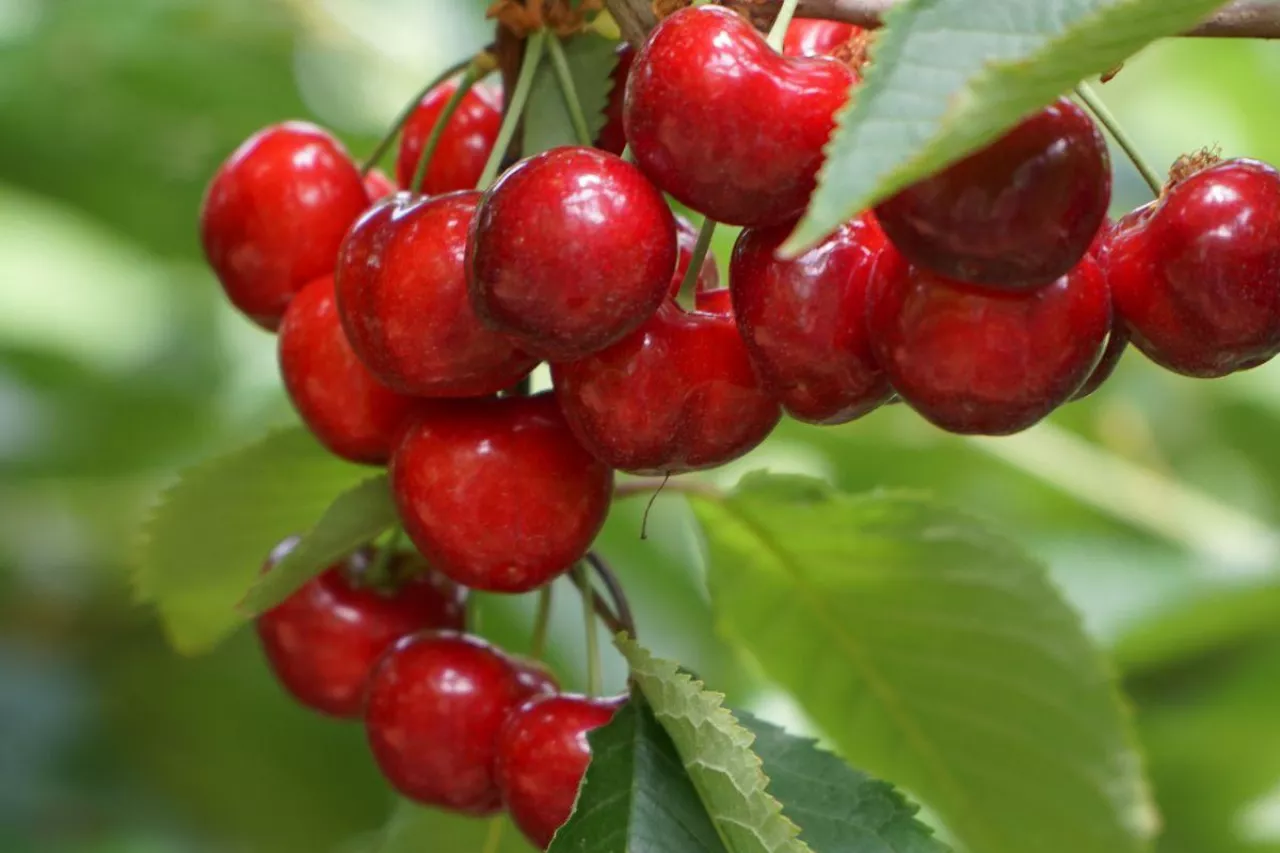 letnie pokazy czeresniowe