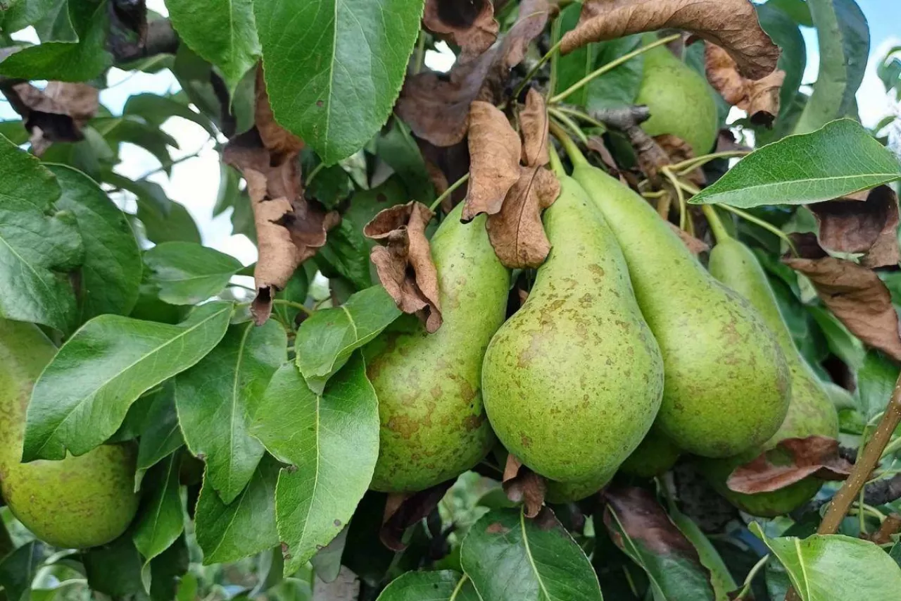 grusze zaschniete liscie