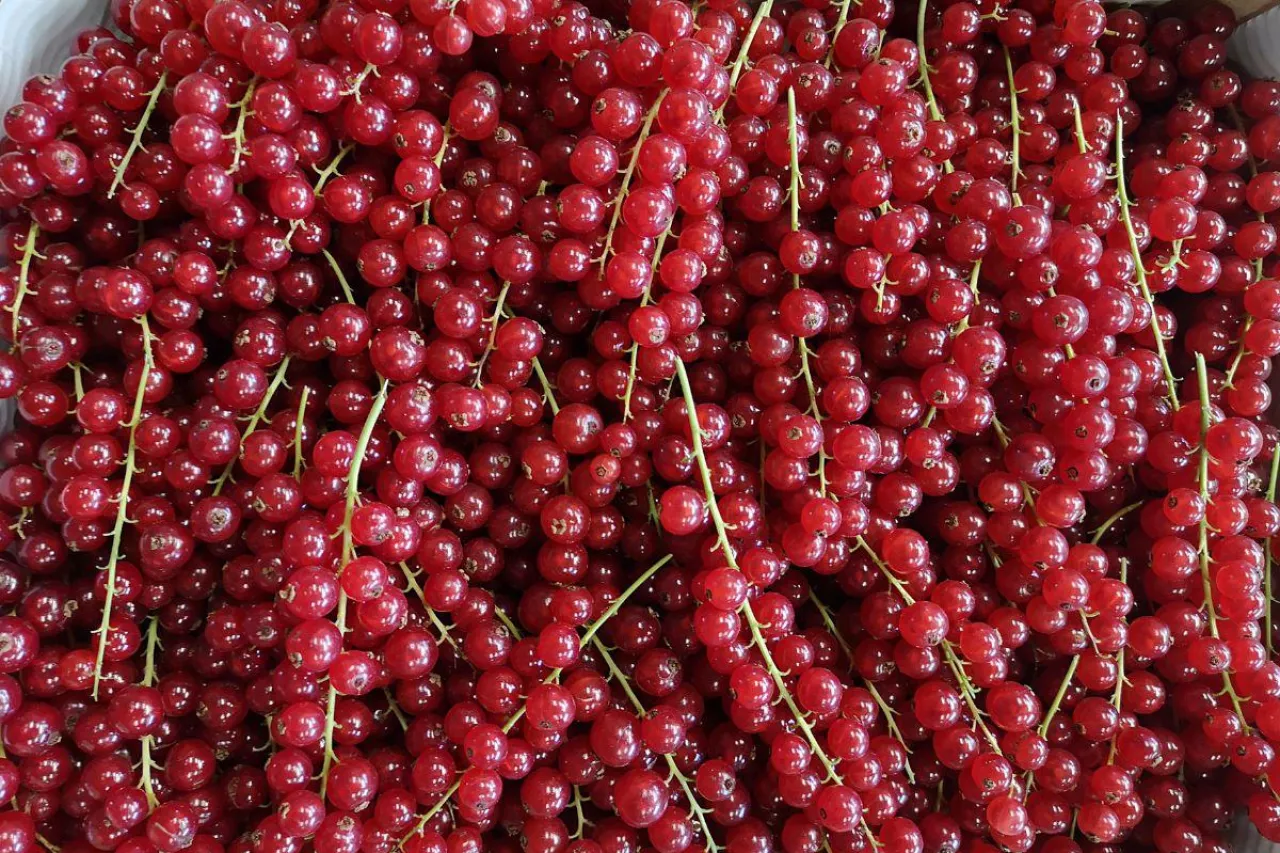 cennik owocow jagodowych