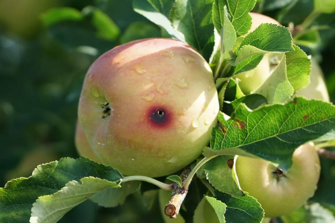 zwalczanie owocówki jabłkóweczki