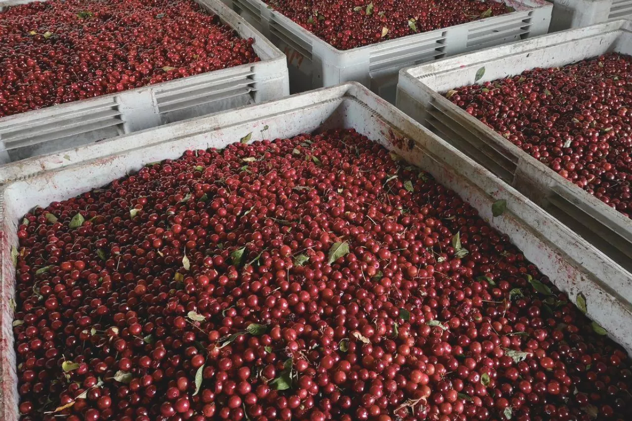 ceny wiśni na tłoczenie