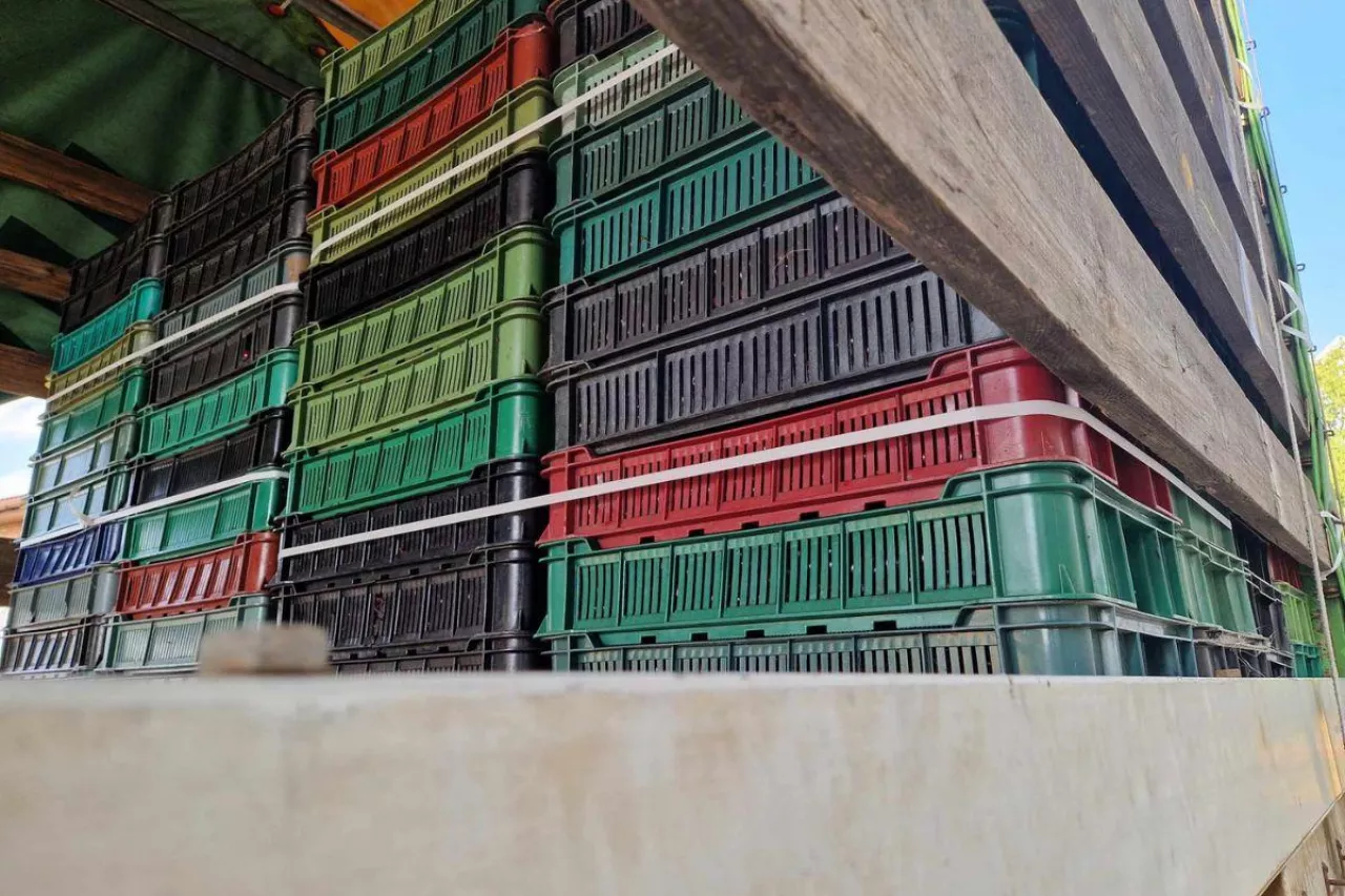 wisnie na punkcie skupu owoców