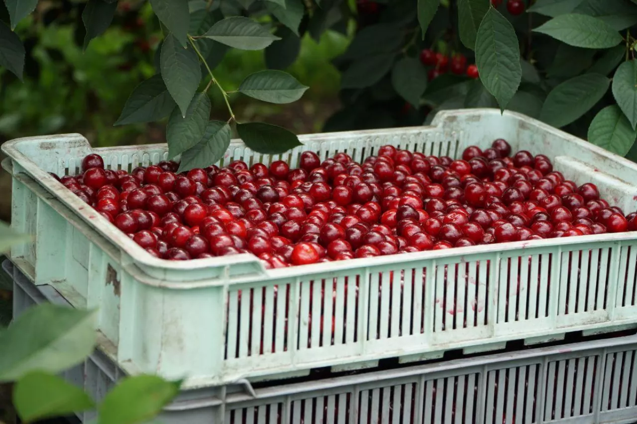 ceny wisni na mrozenie