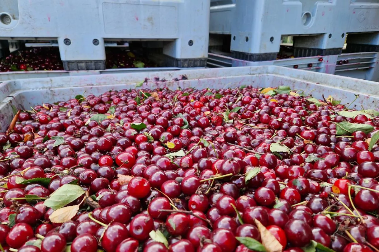 wiśnie na tłoczenie