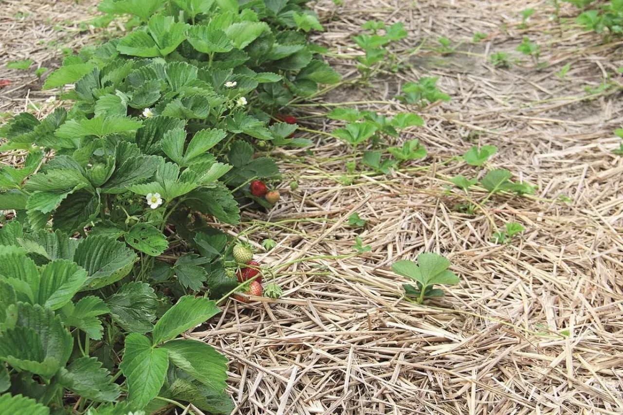 Ściółka ze słomy w truskawce