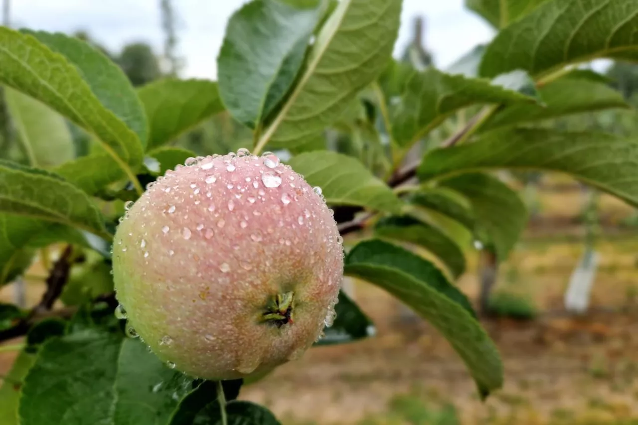 mokre jabłko
