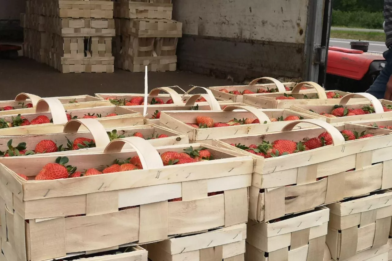 ceny truskawek w hurcie