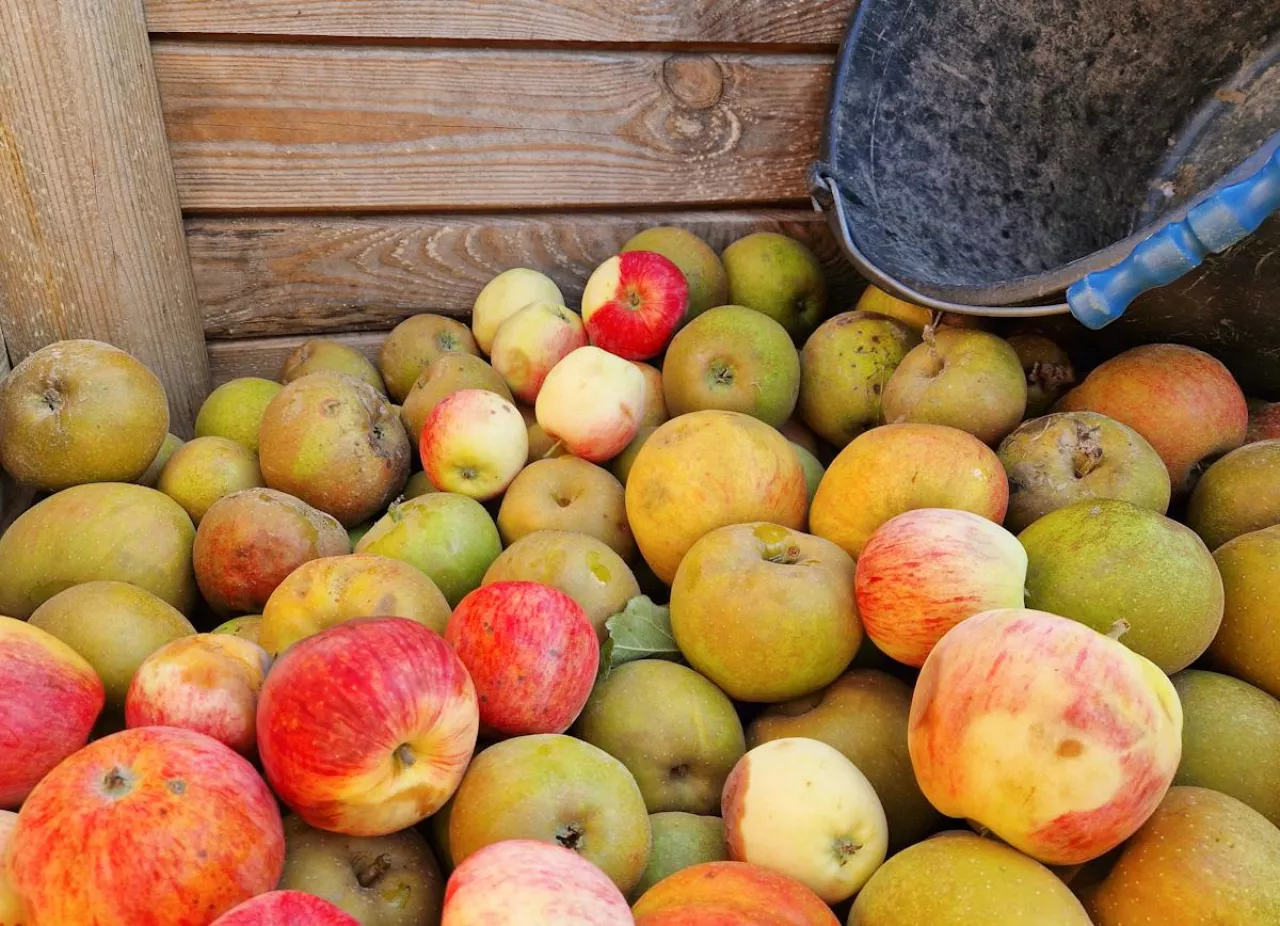jabłka przemysłowe