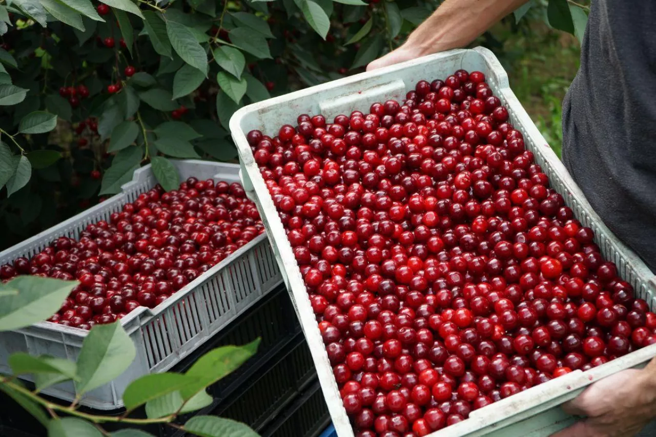 ceny wiśni na skupach
