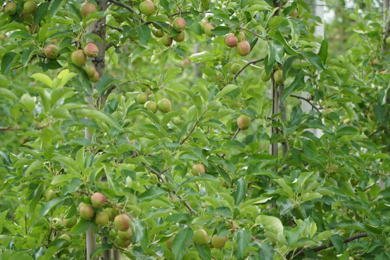 lustracja sadów w wielkopolsce