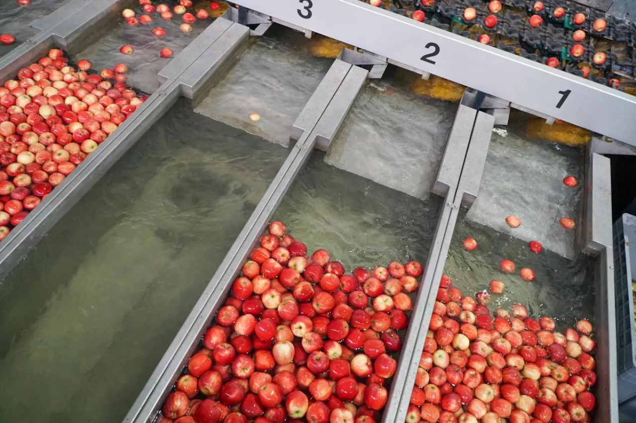 presorting jabłek