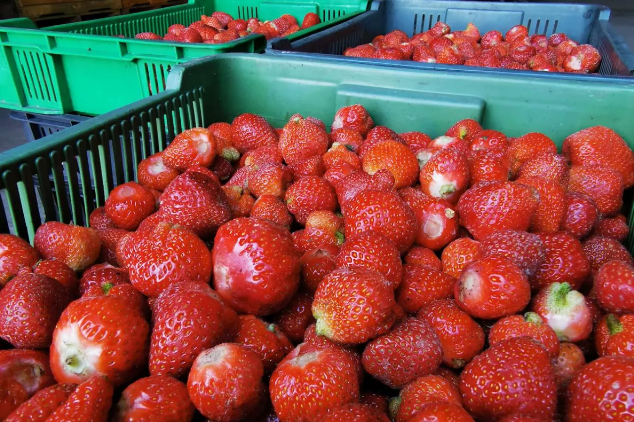 skup truskawki