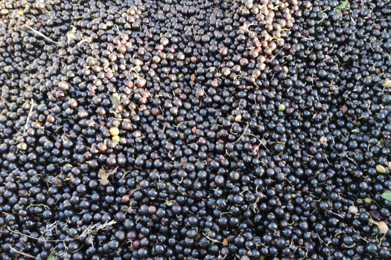 jakie ceny porzeczek 2024