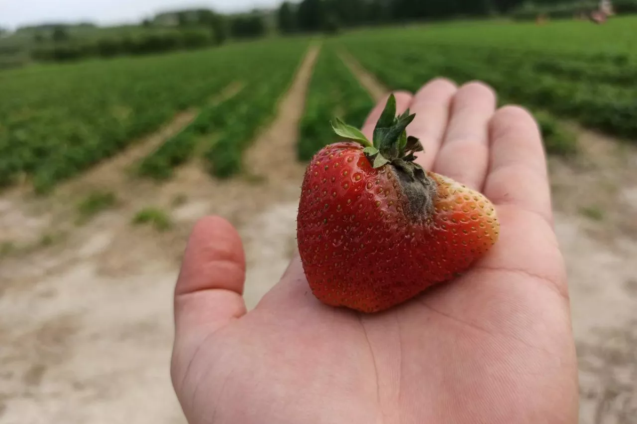 szara pleśń w truskawce