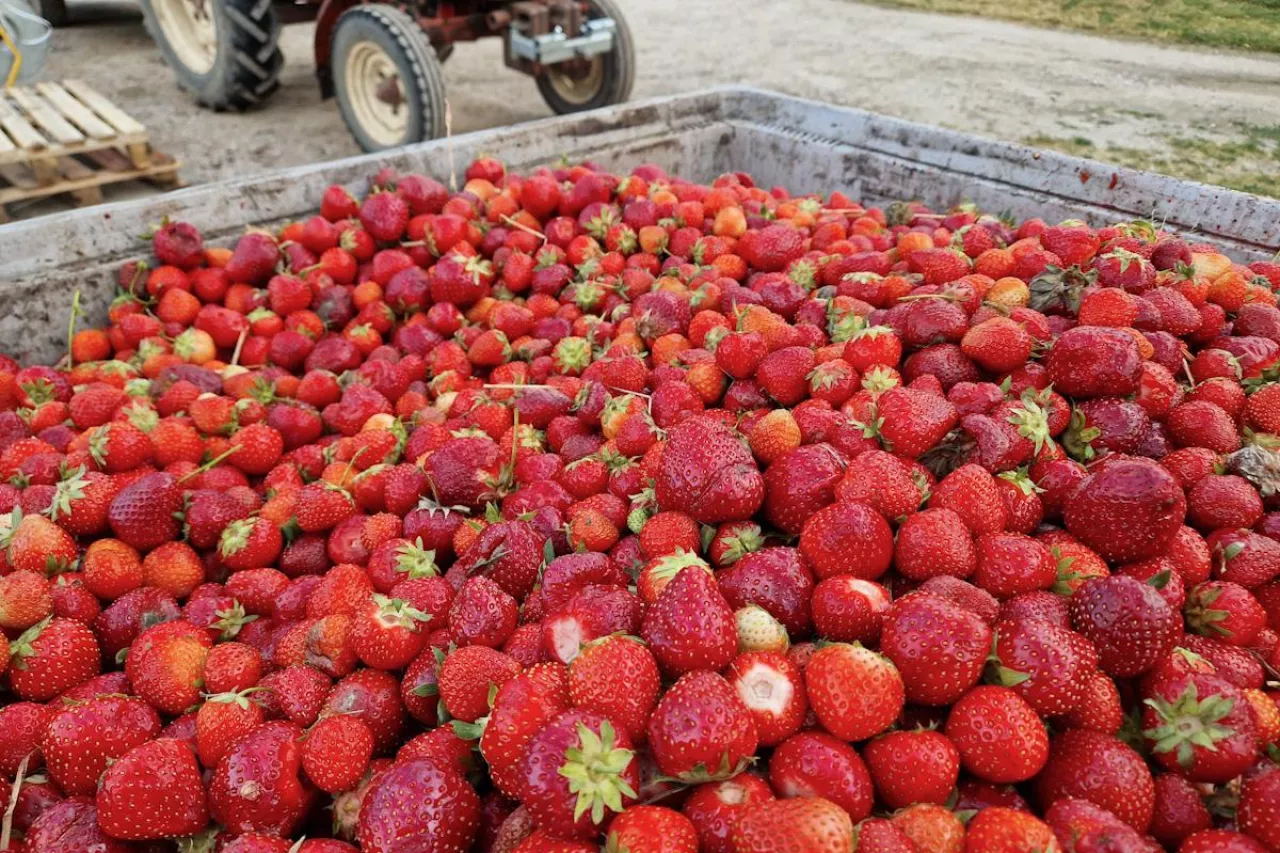 truskawki tłoczenie