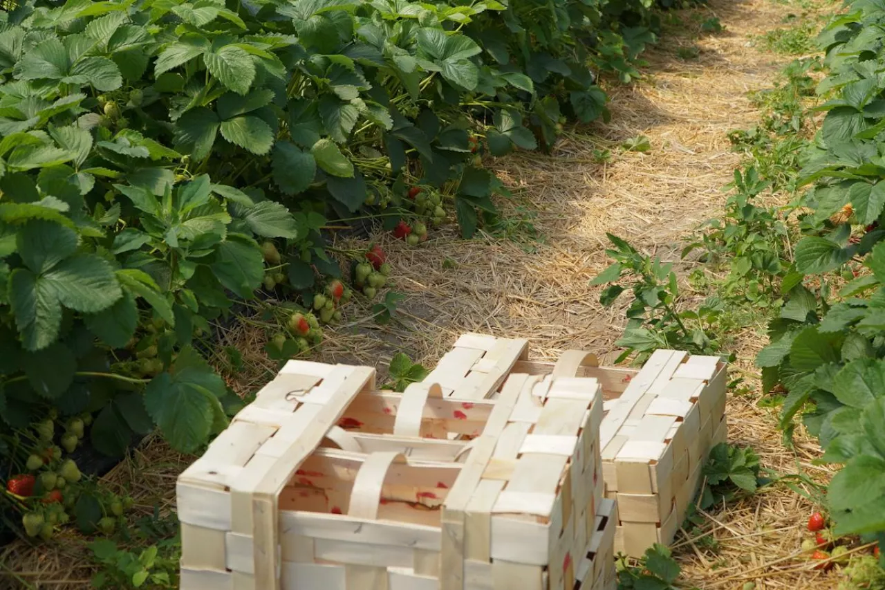 zbiór truskawek