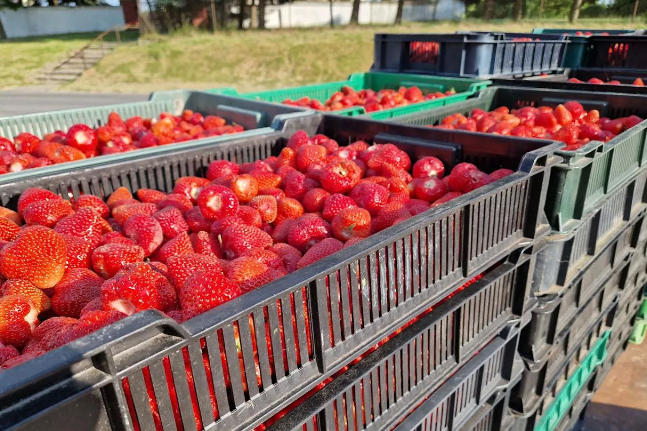 skup truskawek