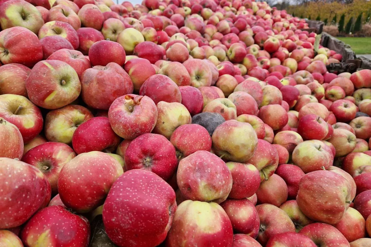 jabłka przemysłowe