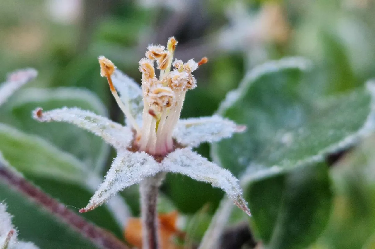 przymrozki
