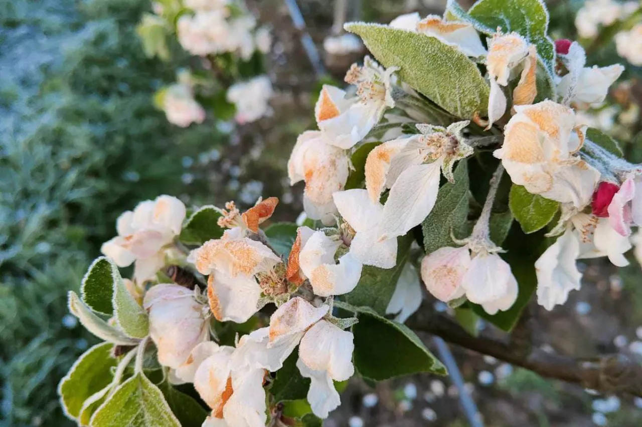 przymrozek 26 kwietnia