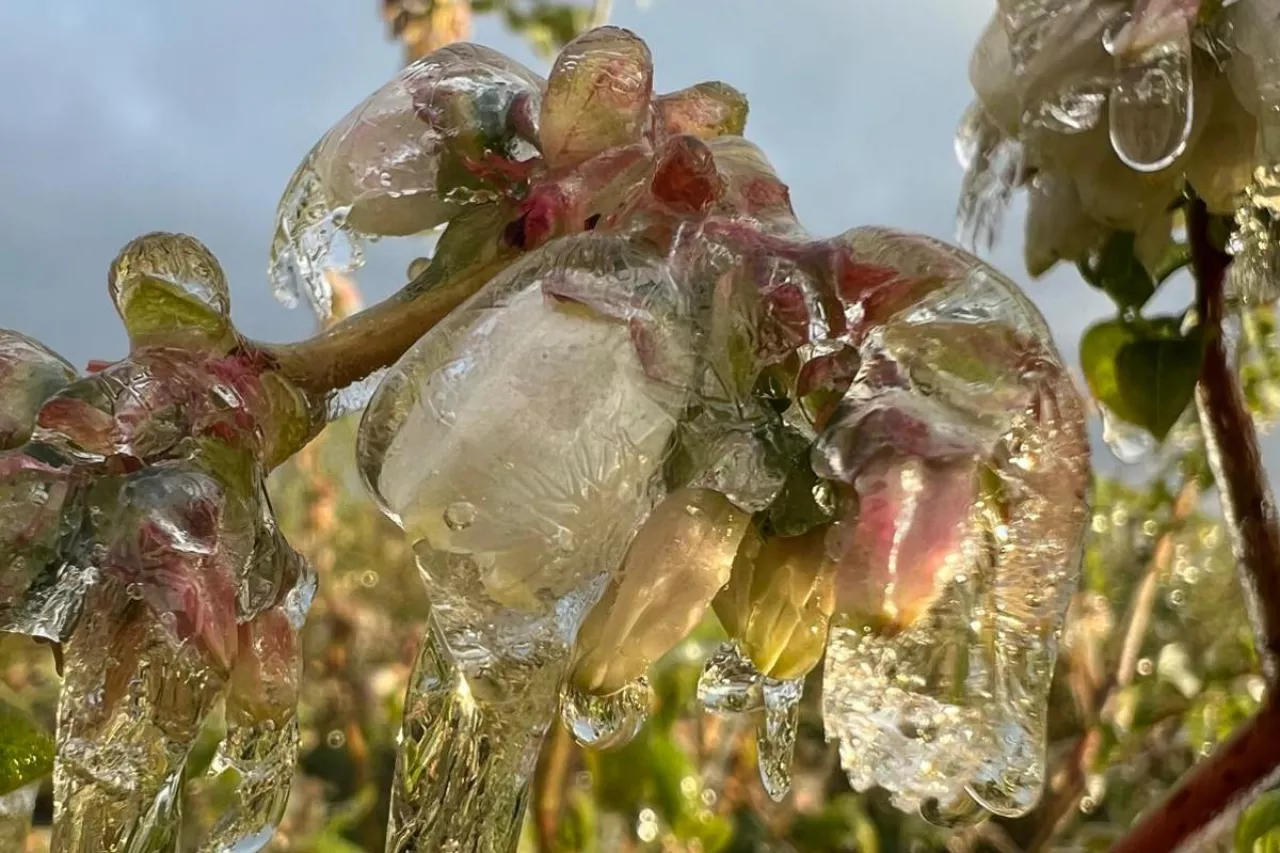 przymrozki na plantacjach borówek