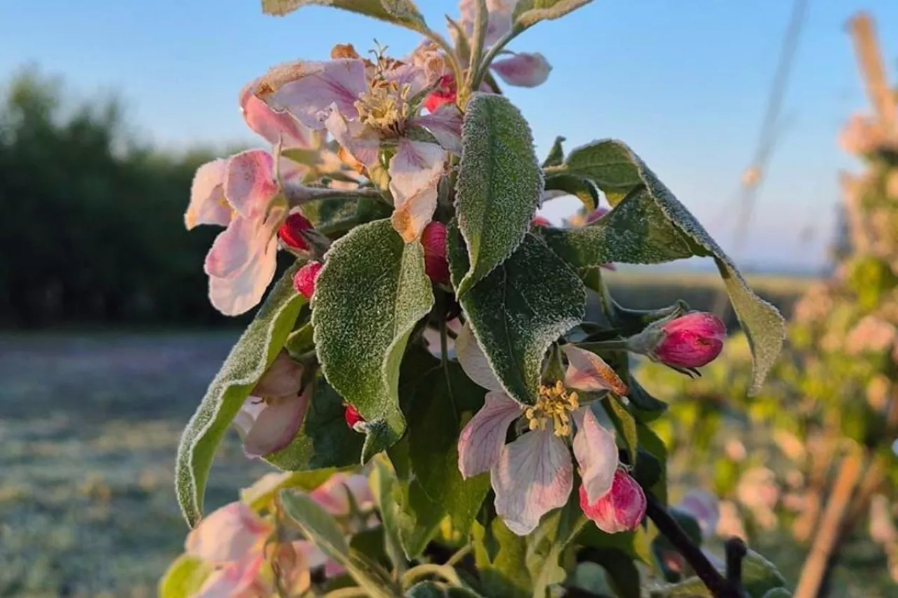 przymrozki w sadach 2024