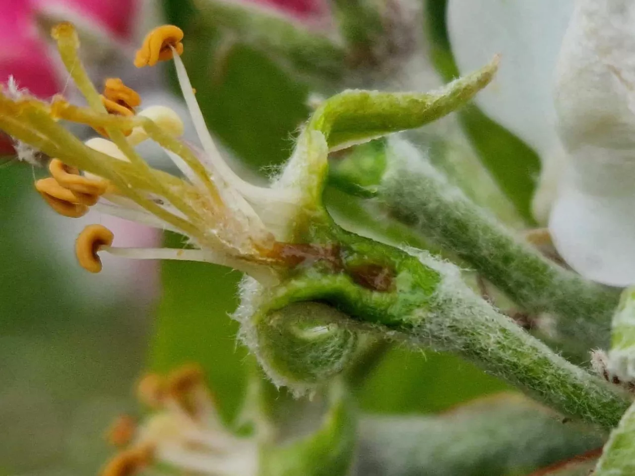 przymrozki gdzie na minusie