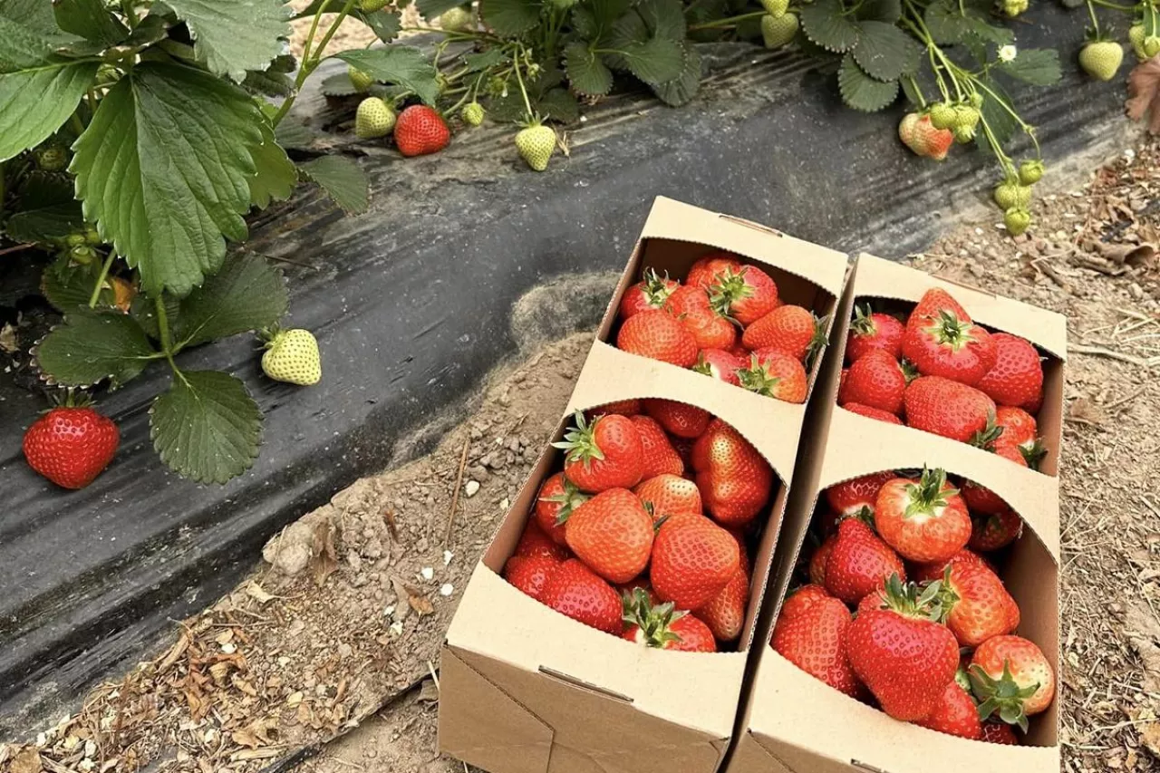 pierwsze truskawki